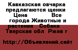 Кавказская овчарка -предлагаются щенки › Цена ­ 20 000 - Все города Животные и растения » Собаки   . Тверская обл.,Ржев г.